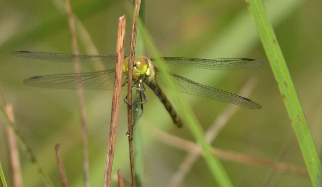 Sympetrum 1 id.